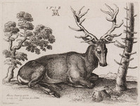 KG 00993
<br/>
Hert
<br/>
<em>Hollar, Wenzel (1607-1677)</em>